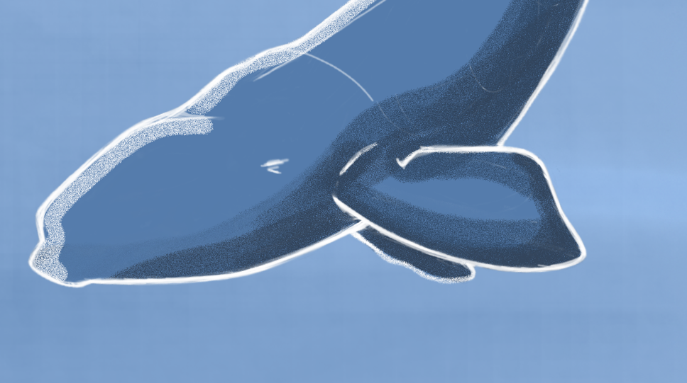 Scotland's Whale Road